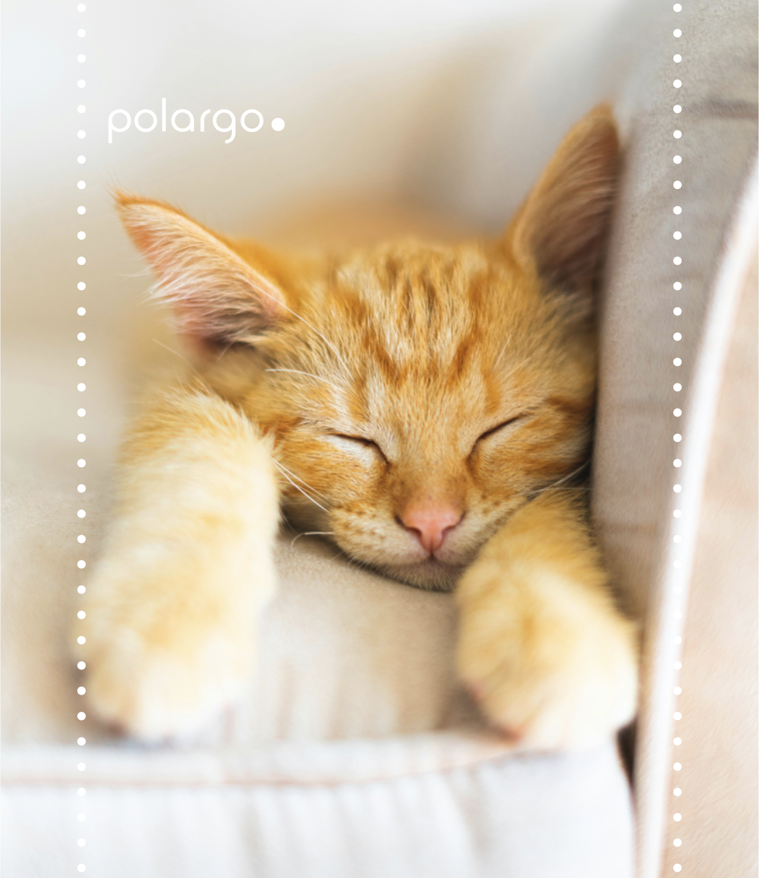 CATNAP, HØNEBLUND ELLER TUPPLUR? VAD SÄGER FORSKNINGEN?