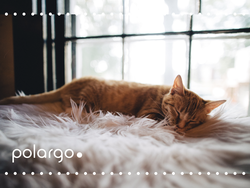 CATNAP, HØNEBLUND ELLER TUPPLUR? VAD SÄGER FORSKNINGEN?